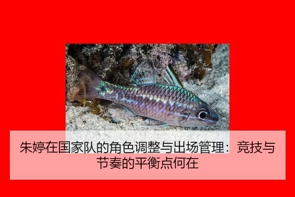 朱婷在国家队的角色调整与出场管理：竞技与节奏的平衡点何在